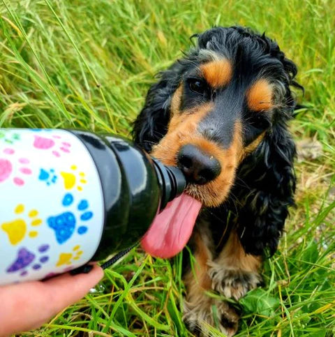 Water Bottle